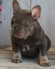 AKC Registered French Bulldog For Sale Millersburg OH -Female Suetta