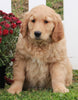 AKC Registered Golden Retriever For Sale Fredericksburg OH Female-Basil