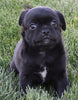 Pug For Sale Millersburg OH Male-Snoopy