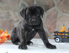 AKC Registered Cane Corso For Sale Wooster OH Male-Decker