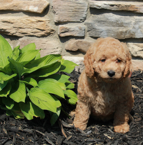 Mini Goldendoodle For Sale Sugarcreek OH Female-Eden
