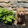 Mini Goldendoodle For Sale Sugarcreek OH Female-Eden