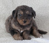 Bernedoodle For Sale Dundee OH Male-Ricky