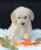 Medium F1B Labradoodle For Sale Millersburg OH Female-Hope