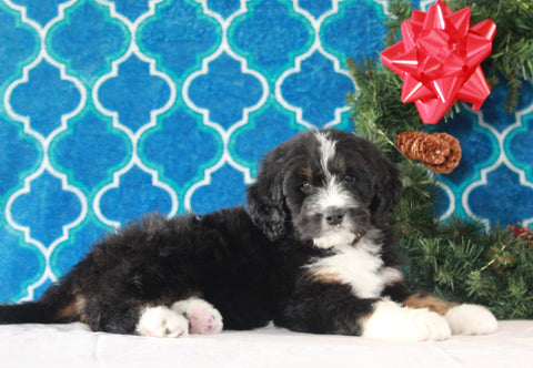 Bernedoodle (Standard) For Sale Sugarcreek, OH Female- Gracie