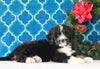 Bernedoodle (Standard) For Sale Sugarcreek, OH Female- Gracie