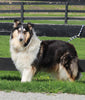 AKC Registered Collie Lassie For Sale Fredricksburg OH Female-Hope