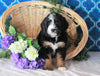 Bernedoodle For Sale Sugarcreek, OH Female- Gracie