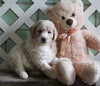 AKC Registered Standerd Poodle For Sale Millersburg OH Male-Blake