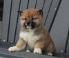 AKC Registered Shiba Inu For Sale Millersburg, OH Female- Daisy