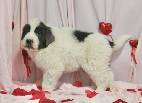 AKC Registered Newfoundland For Sale Millersburg OH Male-Elvis