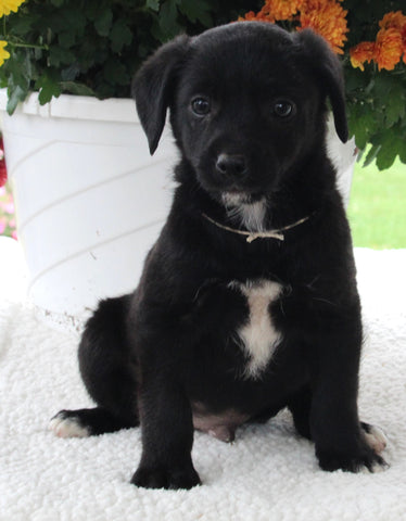 Terrier Mix For Sale Baltic OH Male-Hank