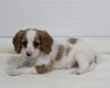 Cavapoo For Sale Fresno OH Male-Cuddles