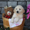 AKC Registered Golden Retriever For Sale Brinkhaven OH Female-Lola