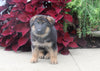 AKC Registered German Shepard For Sale Millersburg OH Male-Noah