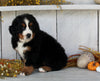 AKC Registered Bernese Mountain Dog For Sale Millersburg OH Female-Dakota