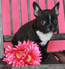 Frenchton For Sale Wooster OH Female-Bailey