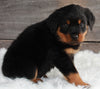 ACK Registered Rottweiler For Sale Applecreek OH-Male Maverick