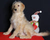 Medium F1B Labradoodle For Sale Millersburg OH Male-Hayden