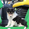 AKC Registered Collie Lassie For Sale Fredericksburg OH Female-Bella