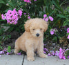 F1B Maltipoo For Sale Holmesville OH Male-Lindon
