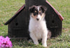 AKC Registered Collie (Lassie) For Sale Fredericksburg, OH Female- Mercedes