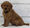 AKC Registered Golden Retriever For Sale Millersburg OH Male-Knight