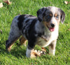 Beagle Mix For Sale Sugarcreek OH Female-Gloria