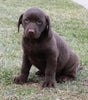 ACA Registered Labrador Retriever For Sale Sugarcreek OH Male-Tucker