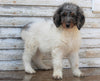 AKC Registered Standerd Poodle For Sale Millersburg OH Female-Fluffy
