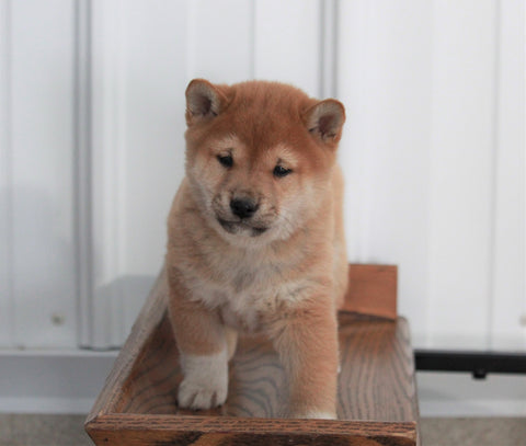 AKC Registered Shiba Inu For Sale Millersburg, OH Male- Mack