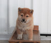 AKC Registered Shiba Inu For Sale Millersburg, OH Male- Mack