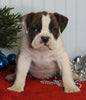 Boxer/Bulldog For Sale Fredericksburg OH Male-Kirk
