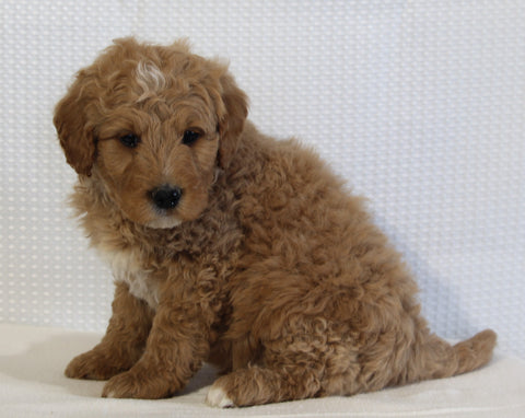 Mini Goldendoodle For Sale Beach City OH Male-Kobe