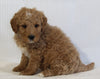 Mini Goldendoodle For Sale Beach City OH Male-Kobe