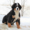 AKC Registered Bernese Mountain Dog For Sale Brinkhaven, OH Male- Buster