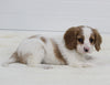 Cavapoo For Sale Fresno OH Male-Cuddles