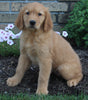 AKC Registered Golden Retriever For Sale Millersburg OH Female-Heidi