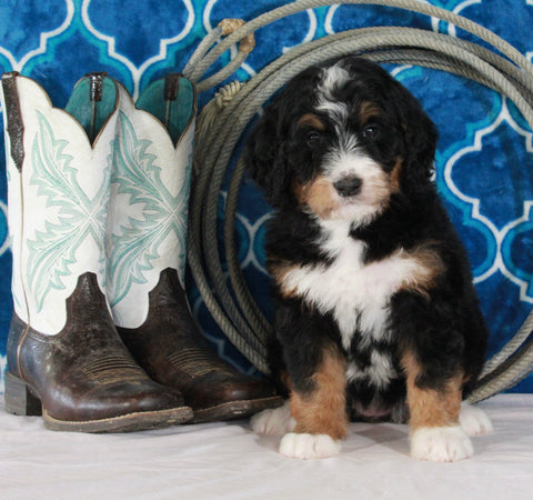 Bernedoodle For Sale Sugarcreek OH Female-Chloe