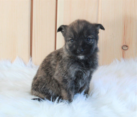 Portuguese/ German Shepherd Mix For Sale Millersburg, OH Female- Hazel