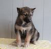 German Shepherd/ Siberian Husky Mix For Sale Millersburg, OH Female- Maggie