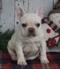 AKC Registered French Bulldog For Sale Millersburg OH Male-Winston