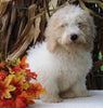 F1BB Mini Labradoodle For Sale Millersburg OH Male-Easton