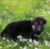 AKC Registered German Shepherd For Sale Millersburg OH Female-Megan