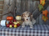 F1B Medium Labradoodle For Sale Millersburg OH Female-Faith