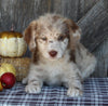 F1B Medium Labradoodle For Sale Millersburg OH Female-Faith