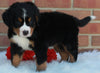 AKC Registered Bernese Mountain Dog For Sale Sugarcreek OH Male-Theo