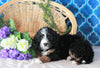 Bernedoodle For Sale Sugarcreek, OH Female- Gracie