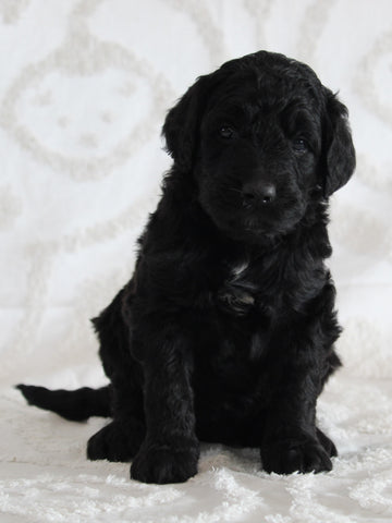 Standard Goldendoodle For Sale Sugarcreek OH Female-Isabelle