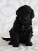 Standard Goldendoodle For Sale Sugarcreek OH Female-Isabelle